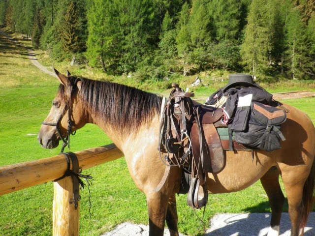 Il miglior amico dell' uomo